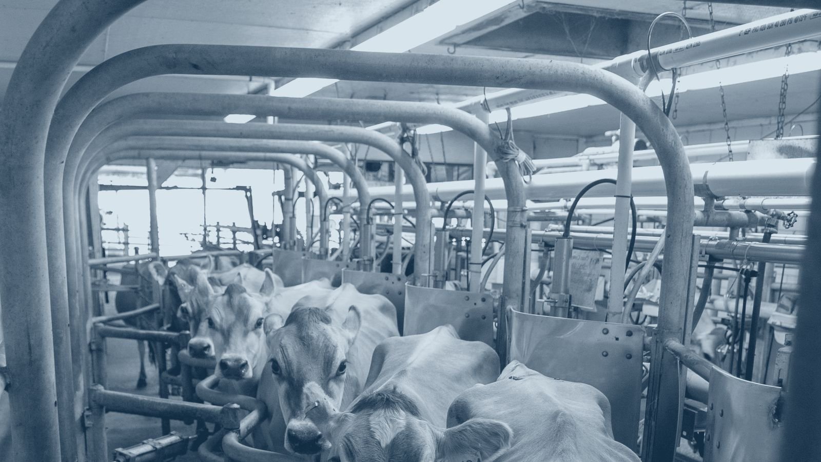 Dairy cows in a modern milking parlour